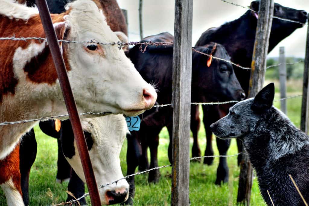 animal enclosure fence