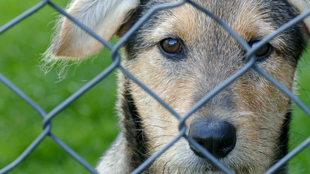 dog fence contractor near me