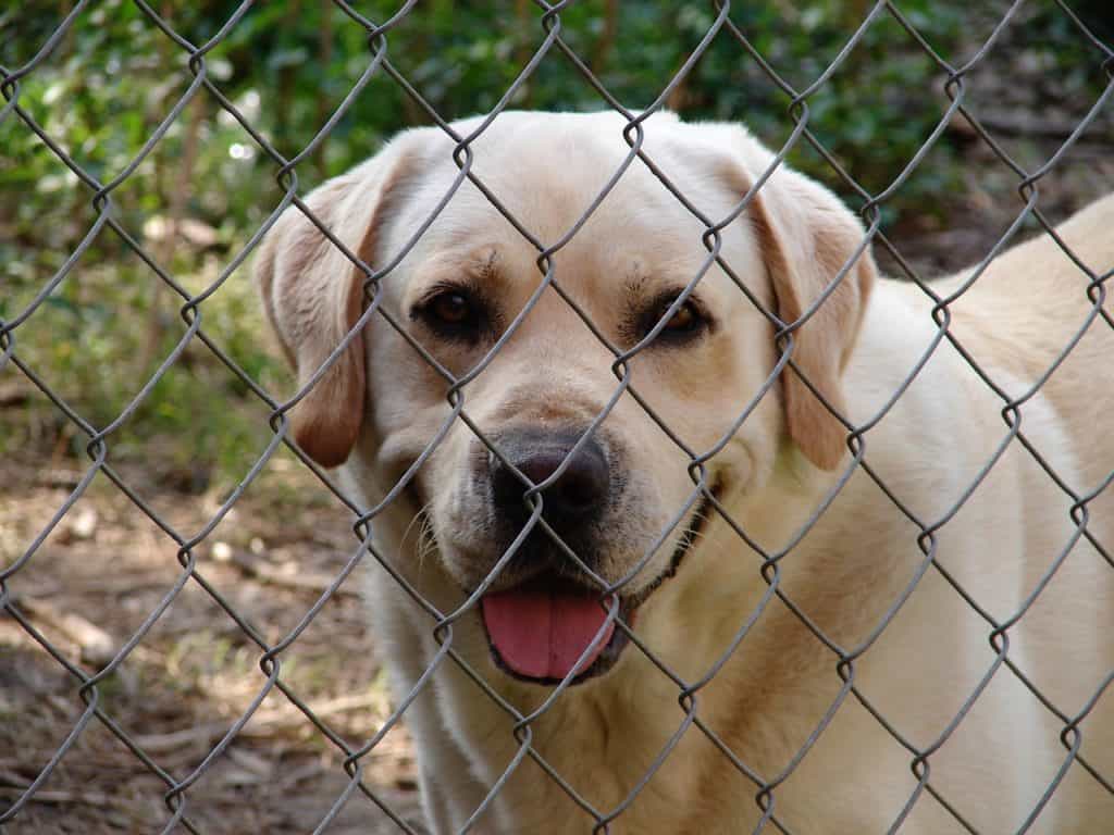 how to build a dog fence