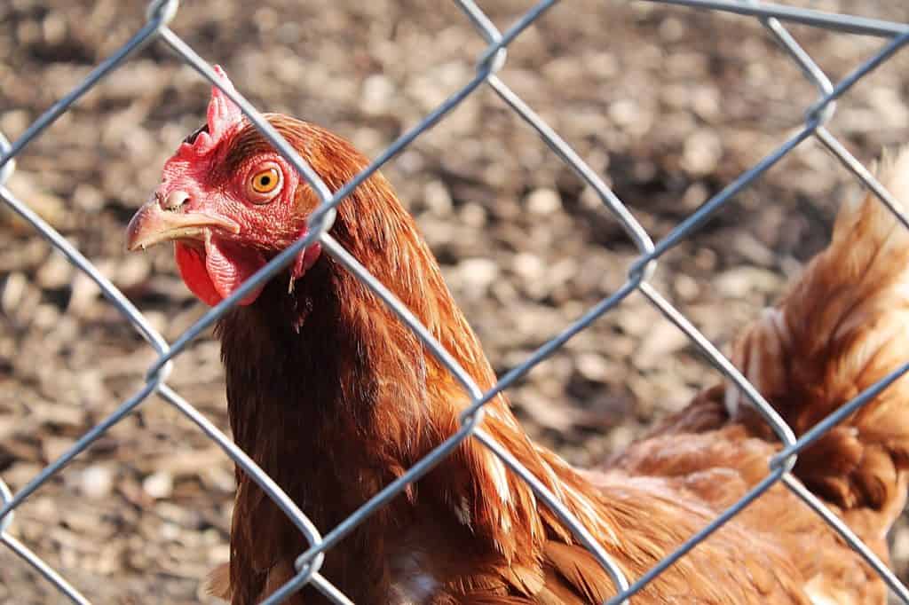 how to build an animal enclosure fence