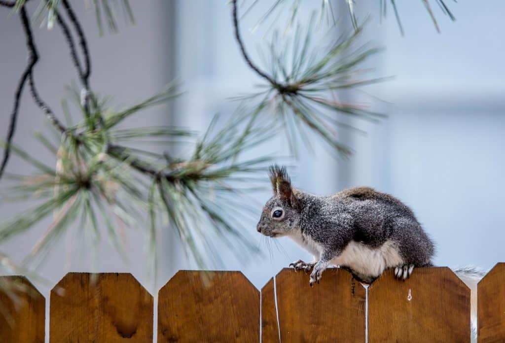 how to take care of my wood fence