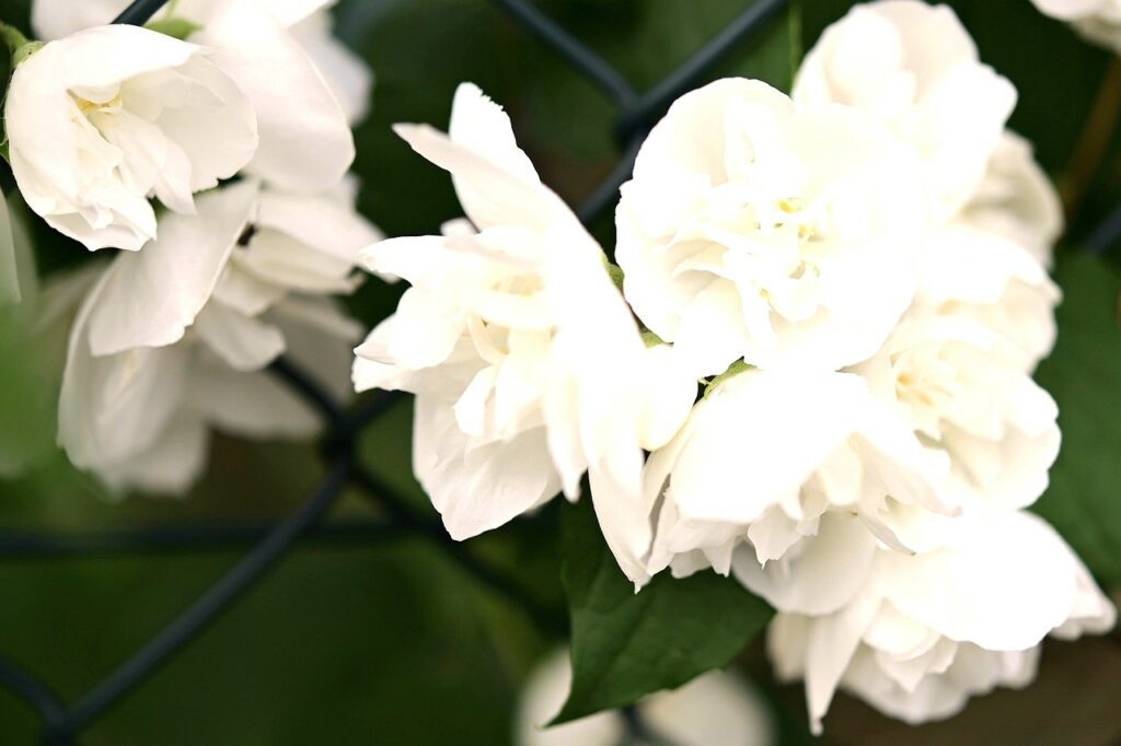 how to add star jasmine to your fence